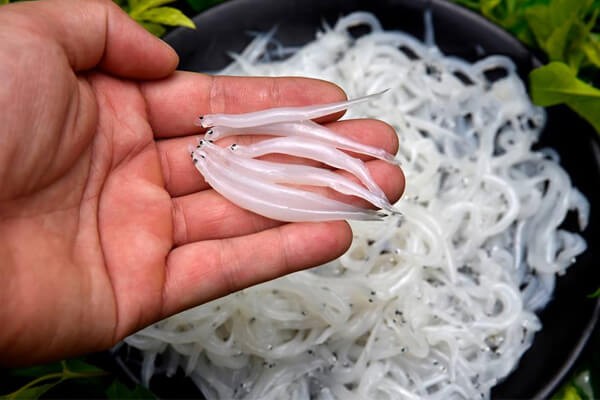 Loại c&aacute; được v&iacute; như 'ngọc trong suốt' chỉ xuất hiện một m&ugrave;a khiến thực kh&aacute;ch 'săn l&ugrave;ng' r&aacute;o riết - Ảnh 1.