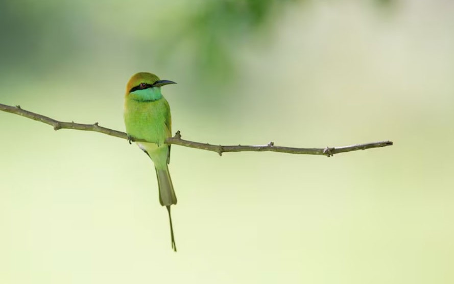 Sinh v&agrave;o những th&aacute;ng &Acirc;m lịch n&agrave;y, tư duy sắc b&eacute;n, l&agrave;m việc g&igrave; cũng hanh th&ocirc;ng - Ảnh 1.