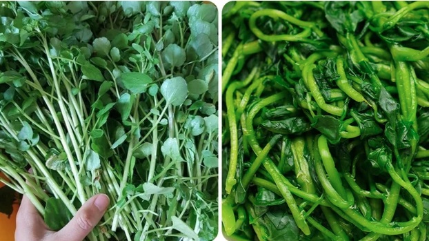 rau-cai-xoong-ngua-ung-thu-176879036821284143913.jpg