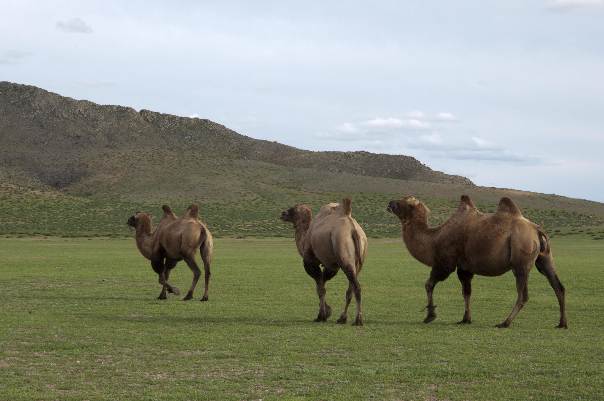 -camelus-ferus-walking-free-in-the-mongolian-countryside-rural-area-near-kharakhorum-mongolia-free-photo-17687917640131843811601-1768870496043-17688704963721674087339.jpg