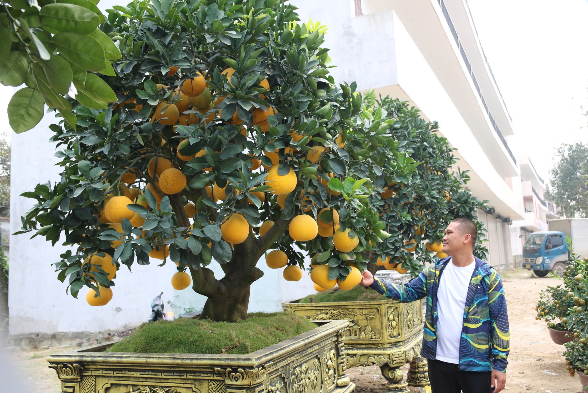 Bưởi cảnh, quất thế xuống phố sớm, gi&aacute; 60 - 70 triệu đồng vẫn h&uacute;t kh&aacute;ch - Ảnh 4.