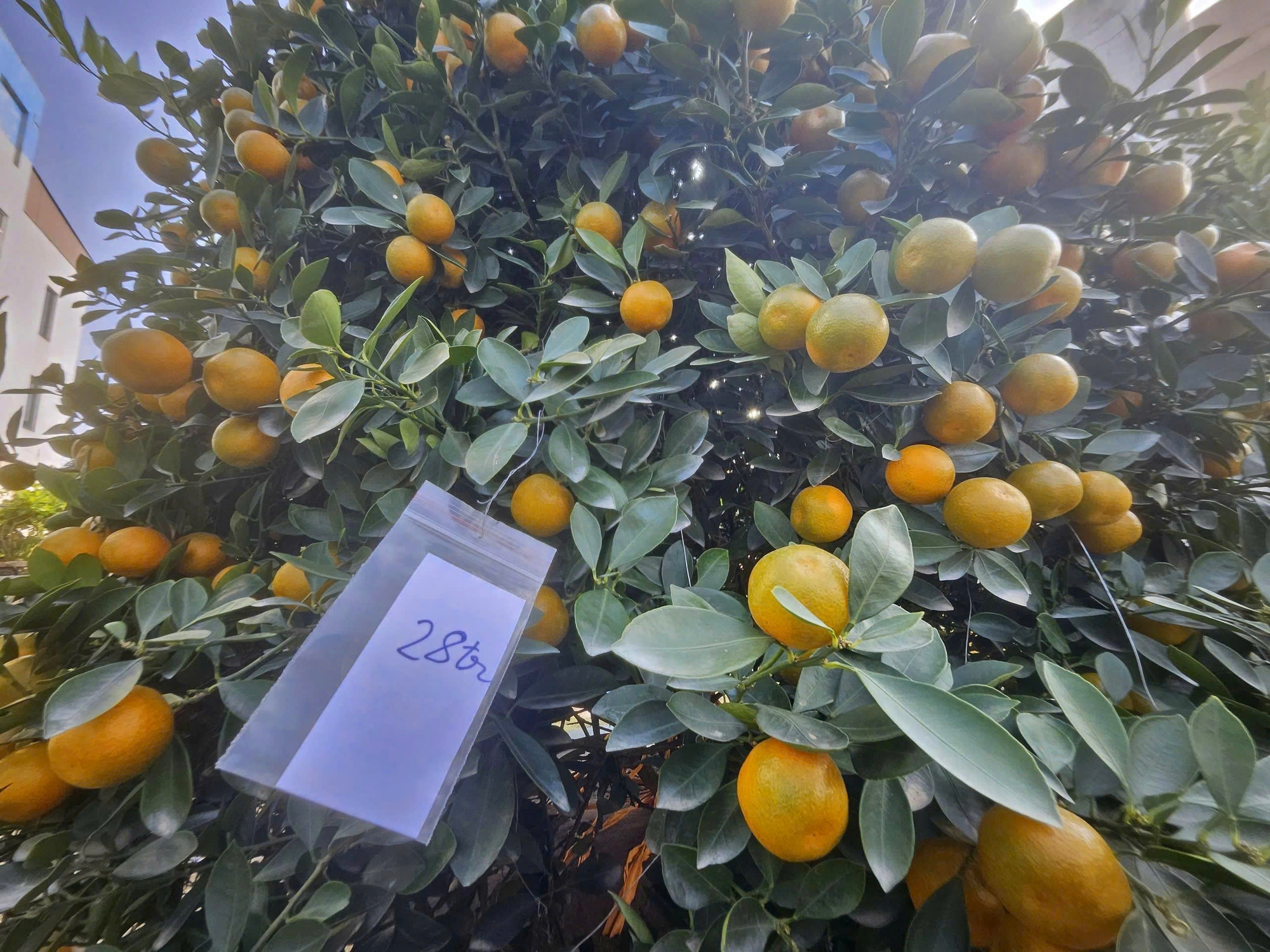 Bưởi cảnh, quất thế xuống phố sớm, gi&aacute; 60 - 70 triệu đồng vẫn h&uacute;t kh&aacute;ch - Ảnh 8.