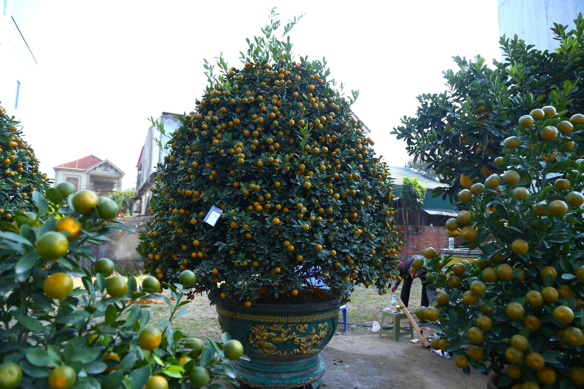 Bưởi cảnh, quất thế xuống phố sớm, gi&aacute; 60 - 70 triệu đồng vẫn h&uacute;t kh&aacute;ch - Ảnh 10.