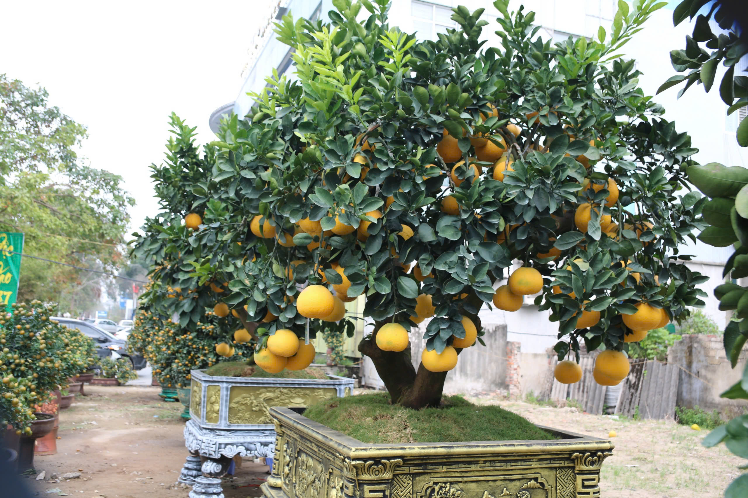 Bưởi cảnh, quất thế xuống phố sớm, gi&aacute; 60 - 70 triệu đồng vẫn h&uacute;t kh&aacute;ch - Ảnh 9.