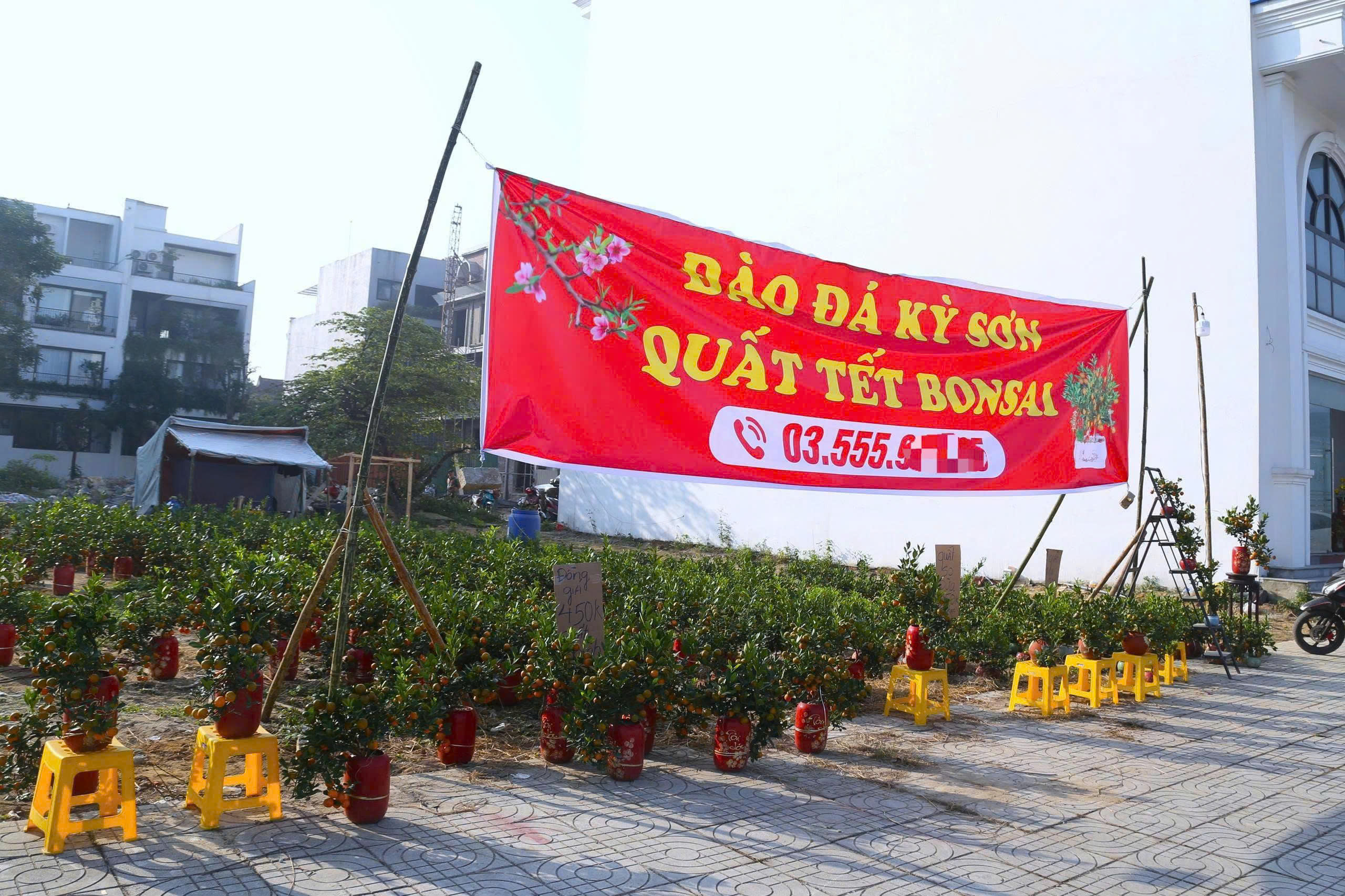 Bưởi cảnh, quất thế xuống phố sớm, gi&aacute; 60 - 70 triệu đồng vẫn h&uacute;t kh&aacute;ch - Ảnh 2.