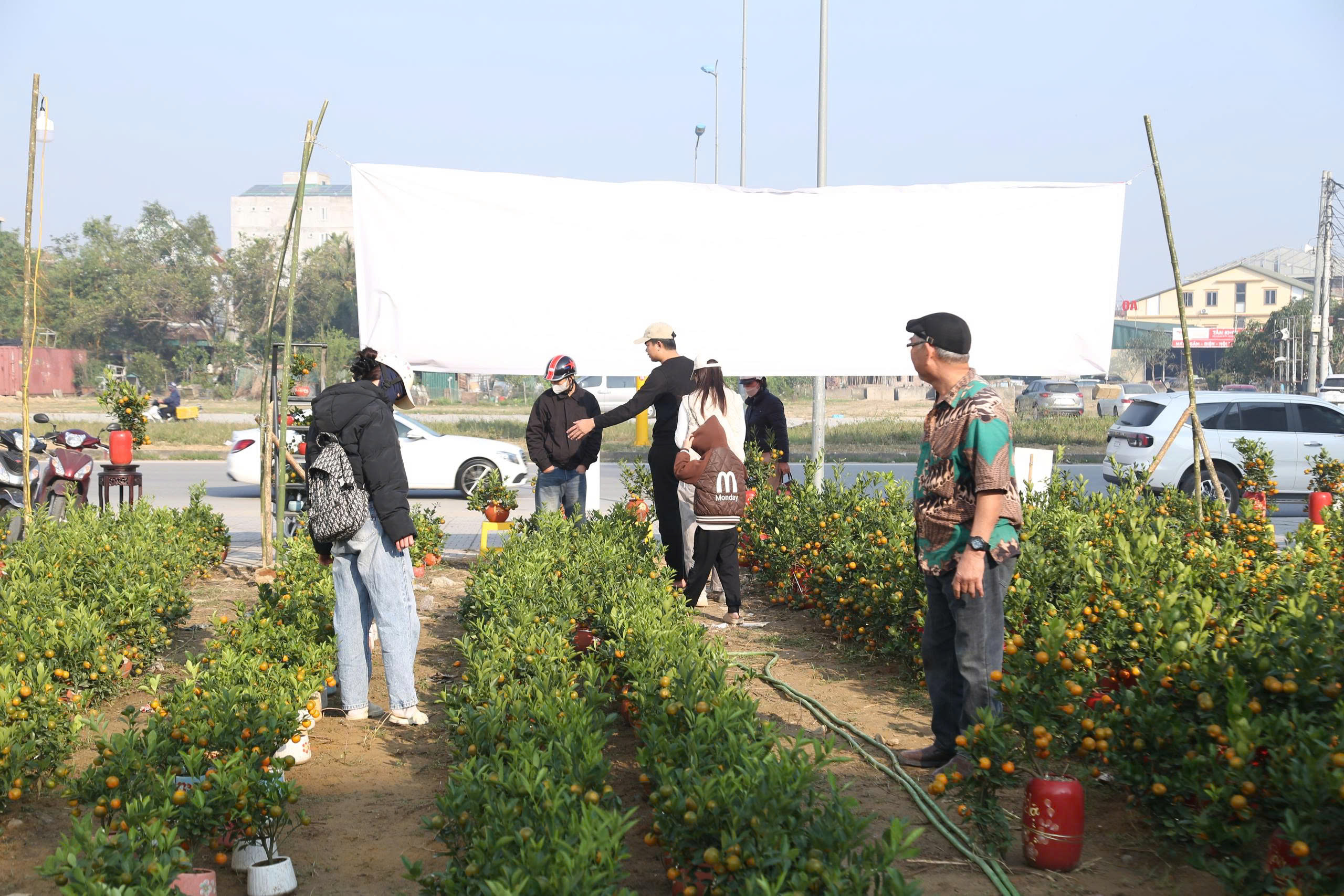 Bưởi cảnh, quất thế xuống phố sớm, gi&aacute; 60 - 70 triệu đồng vẫn h&uacute;t kh&aacute;ch - Ảnh 7.