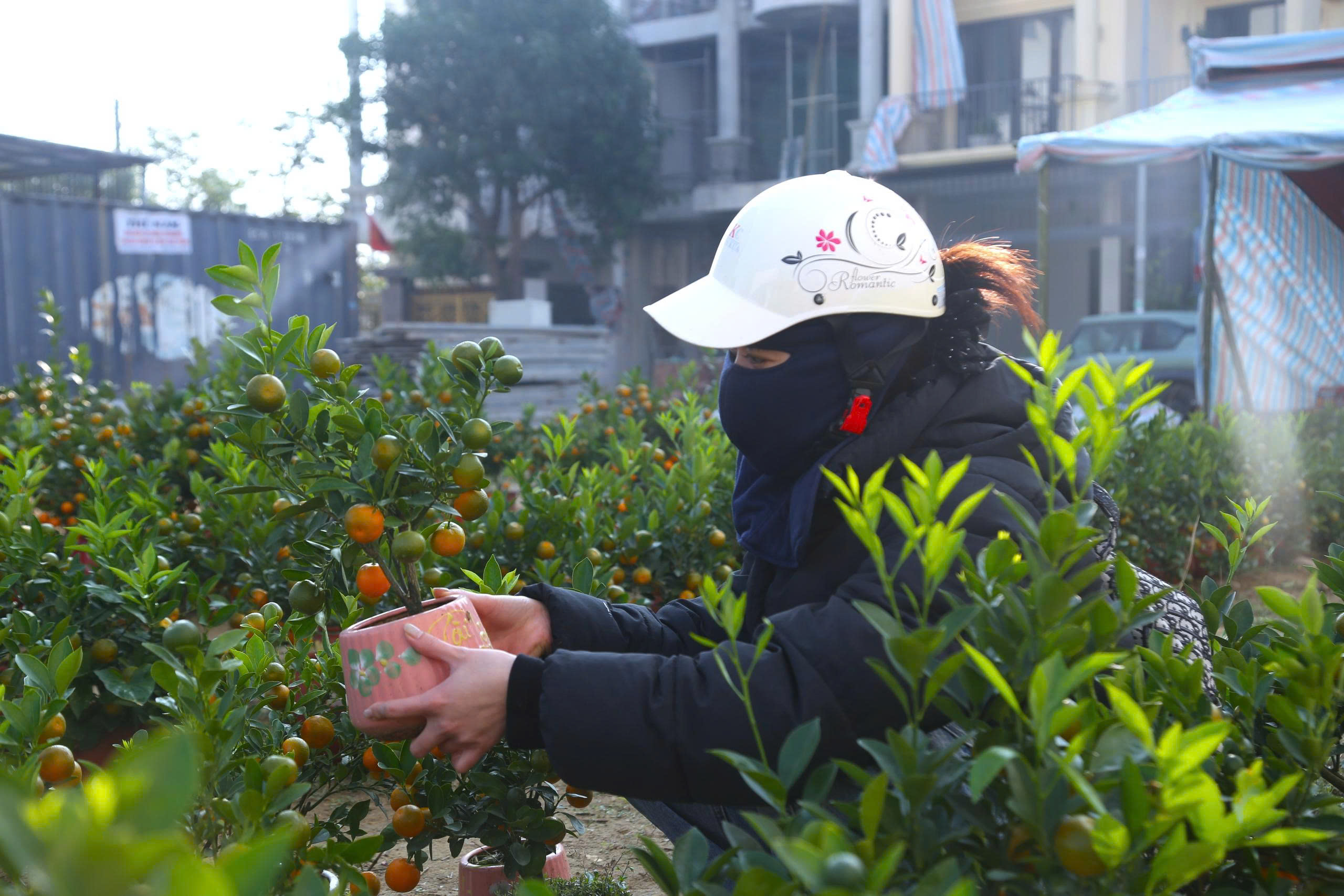 Bưởi cảnh, quất thế xuống phố sớm, gi&aacute; 60 - 70 triệu đồng vẫn h&uacute;t kh&aacute;ch - Ảnh 6.