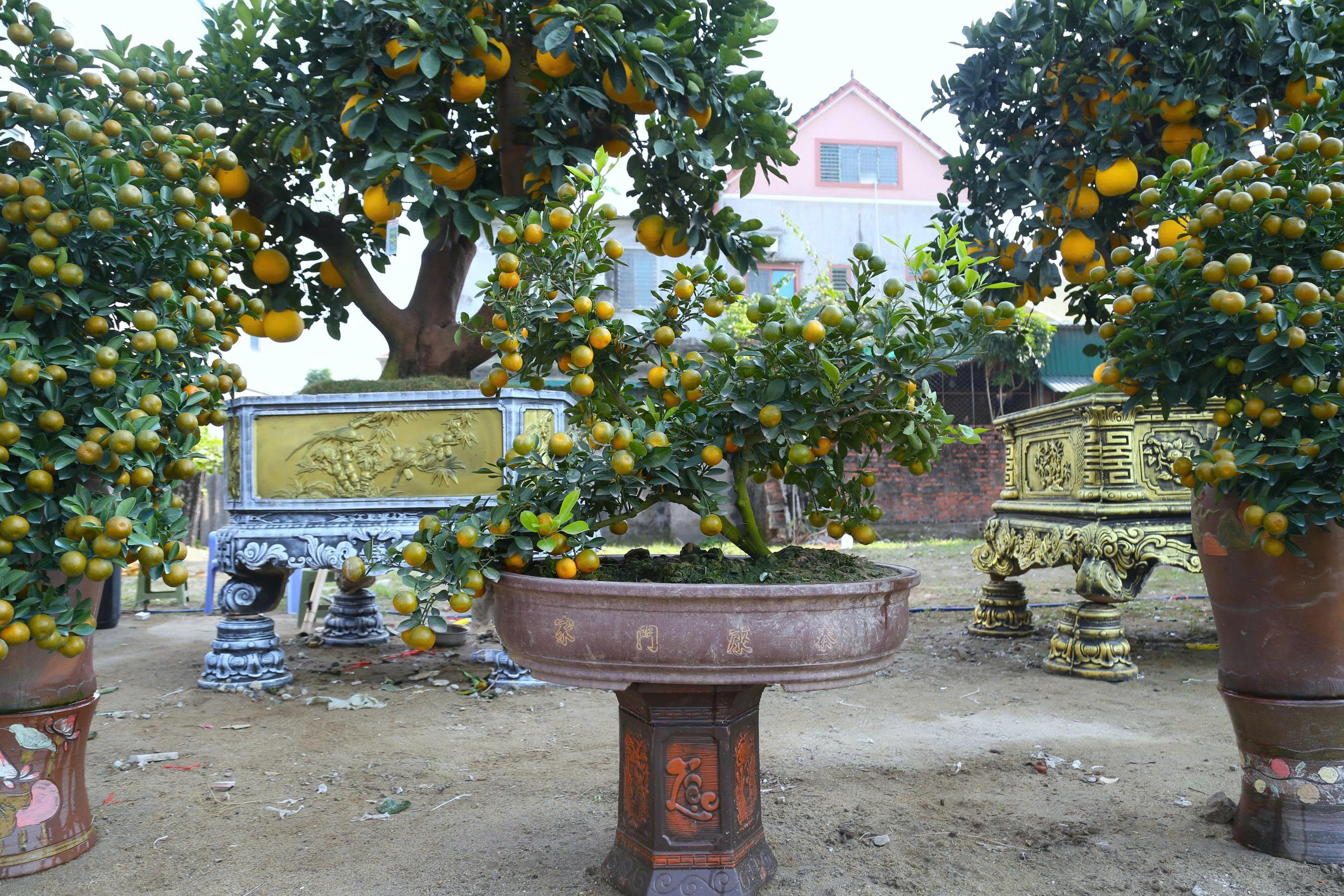 Bưởi cảnh, quất thế xuống phố sớm, gi&aacute; 60 - 70 triệu đồng vẫn h&uacute;t kh&aacute;ch - Ảnh 5.