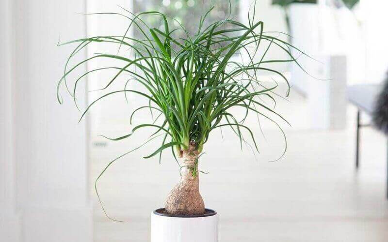 Mẹo luộc b&aacute;nh chưng xanh tự nhi&ecirc;n, b&ecirc;n trong ch&iacute;n mềm, thơm ngon chuẩn vị - Ảnh 4.