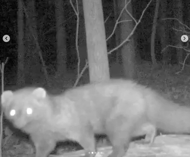 Lo&agrave;i vật t&aacute;i xuất sau hơn 100 năm khiến giới khoa học sửng sốt - Ảnh 1.