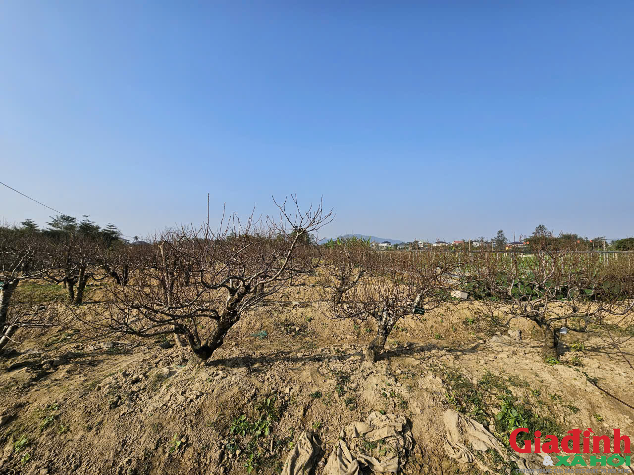 Thu nửa tỷ mỗi năm từ m&ocirc; h&igrave;nh cho thu&ecirc; đ&agrave;o cổ thụ chơi Tết - Ảnh 1.