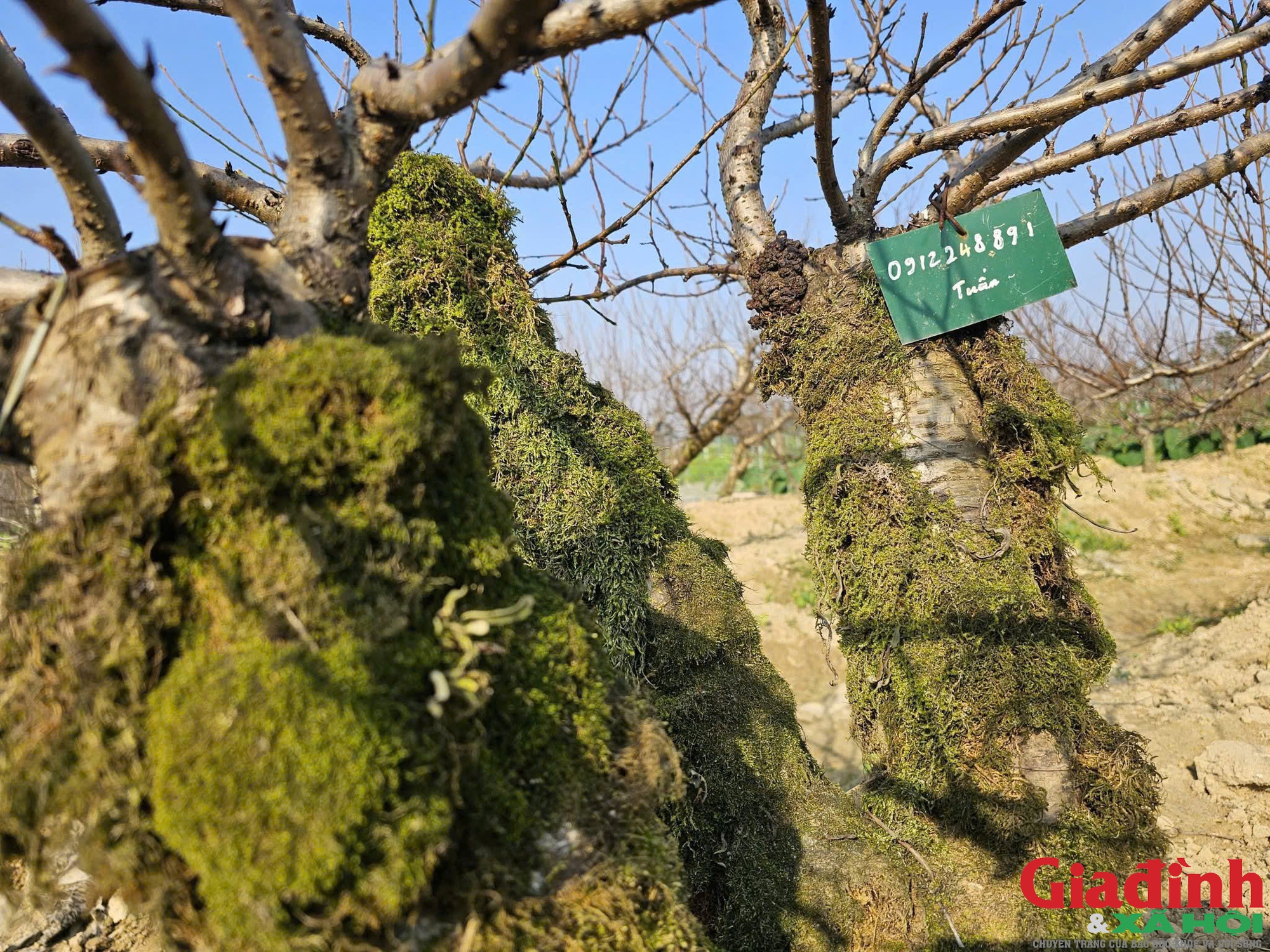 Thu nửa tỷ mỗi năm từ m&ocirc; h&igrave;nh cho thu&ecirc; đ&agrave;o cổ thụ chơi Tết - Ảnh 2.