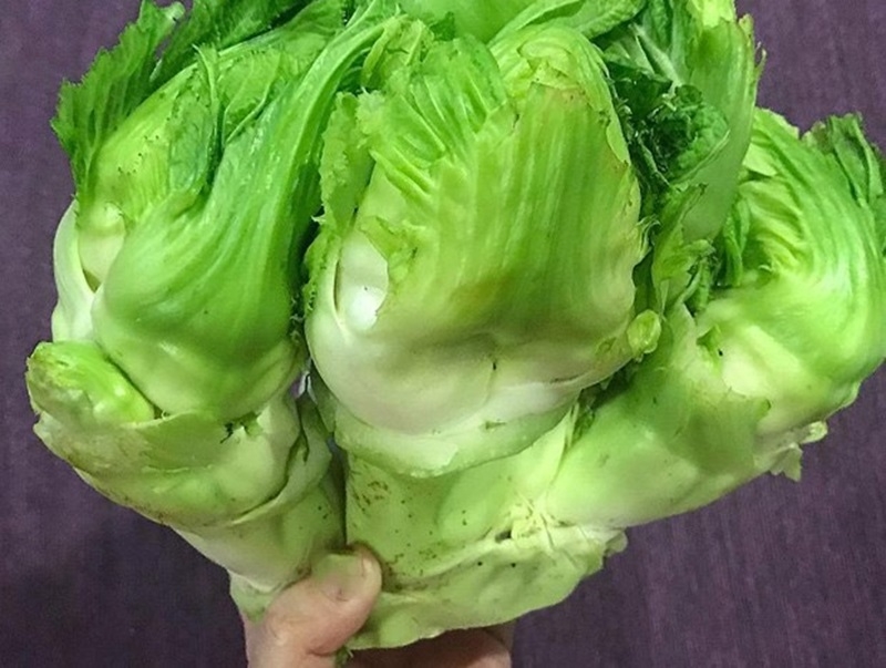 Rau mầm đ&aacute; m&ugrave;a đ&ocirc;ng: Giải ph&aacute;p cho ruột khỏe v&agrave; tăng đề kh&aacute;ng - Ảnh 2.