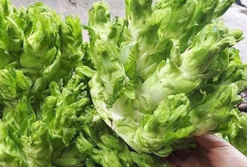 Rau mầm đ&aacute; m&ugrave;a đ&ocirc;ng: Giải ph&aacute;p cho ruột khỏe v&agrave; tăng đề kh&aacute;ng - Ảnh 3.