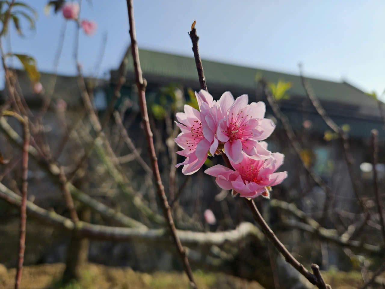 Thu nửa tỷ mỗi năm từ m&ocirc; h&igrave;nh cho thu&ecirc; đ&agrave;o cổ thụ chơi Tết - Ảnh 6.