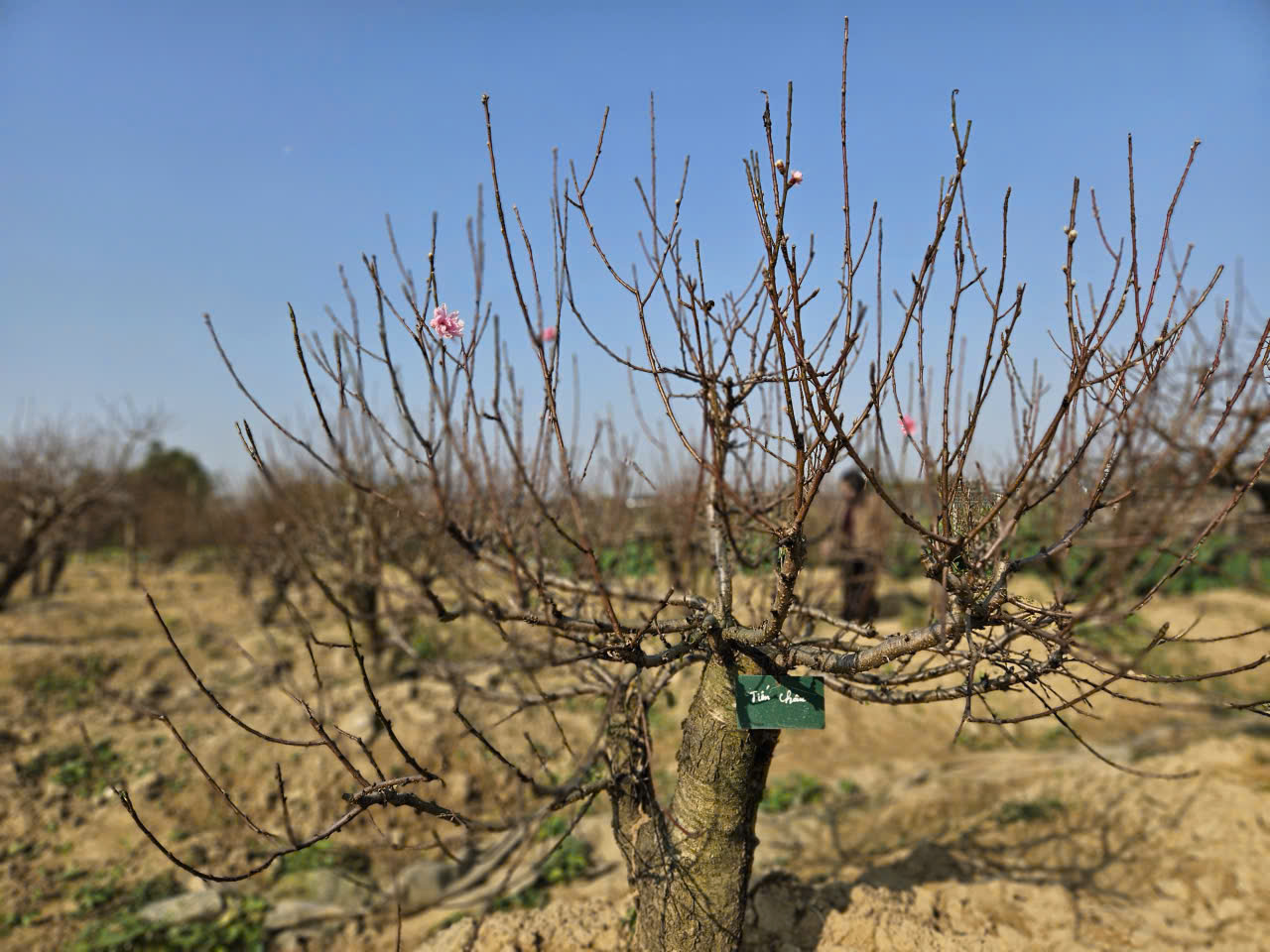 Thu nửa tỷ mỗi năm từ m&ocirc; h&igrave;nh cho thu&ecirc; đ&agrave;o cổ thụ chơi Tết - Ảnh 4.