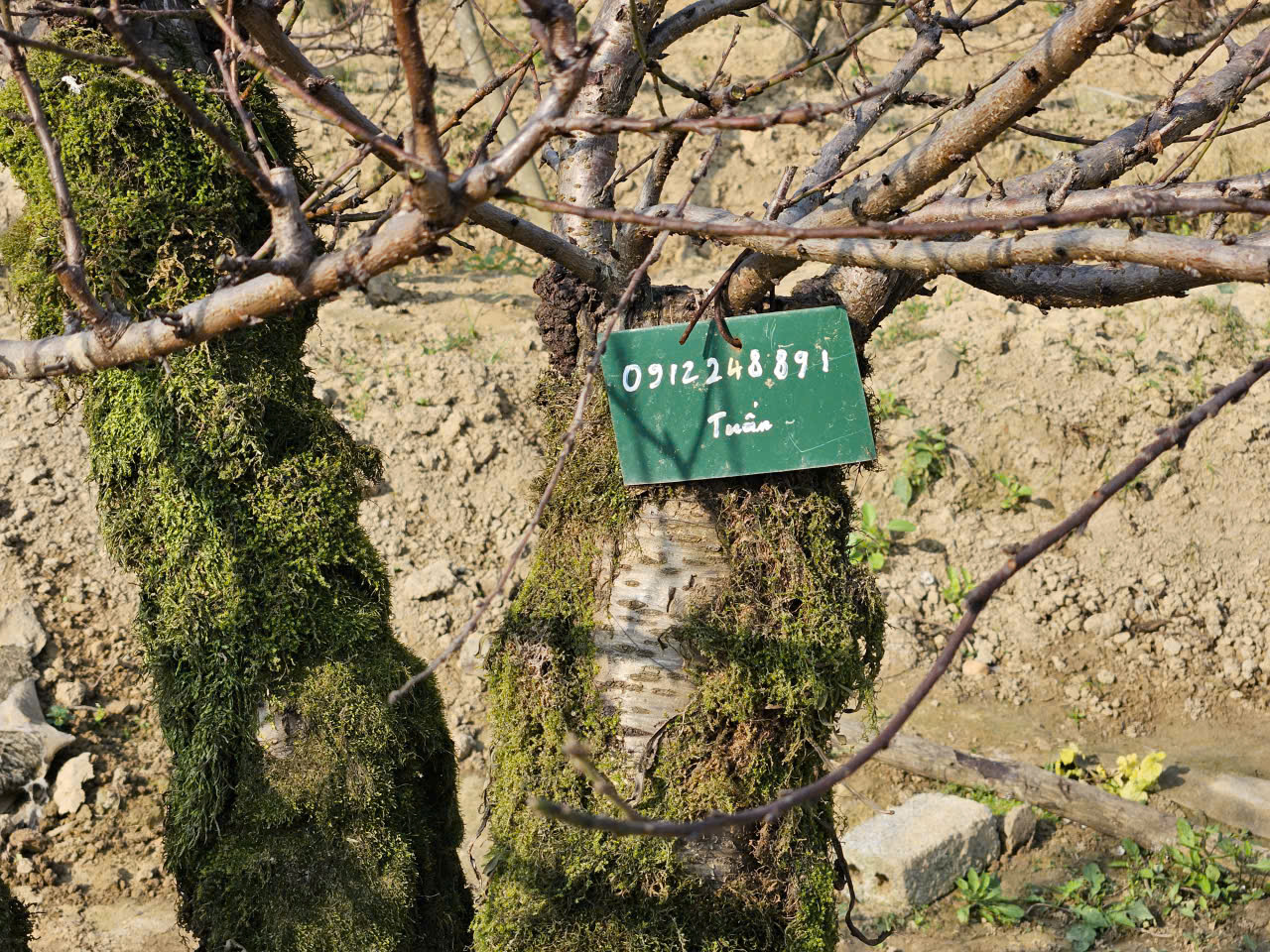 Thu nửa tỷ mỗi năm từ m&ocirc; h&igrave;nh cho thu&ecirc; đ&agrave;o cổ thụ chơi Tết - Ảnh 5.