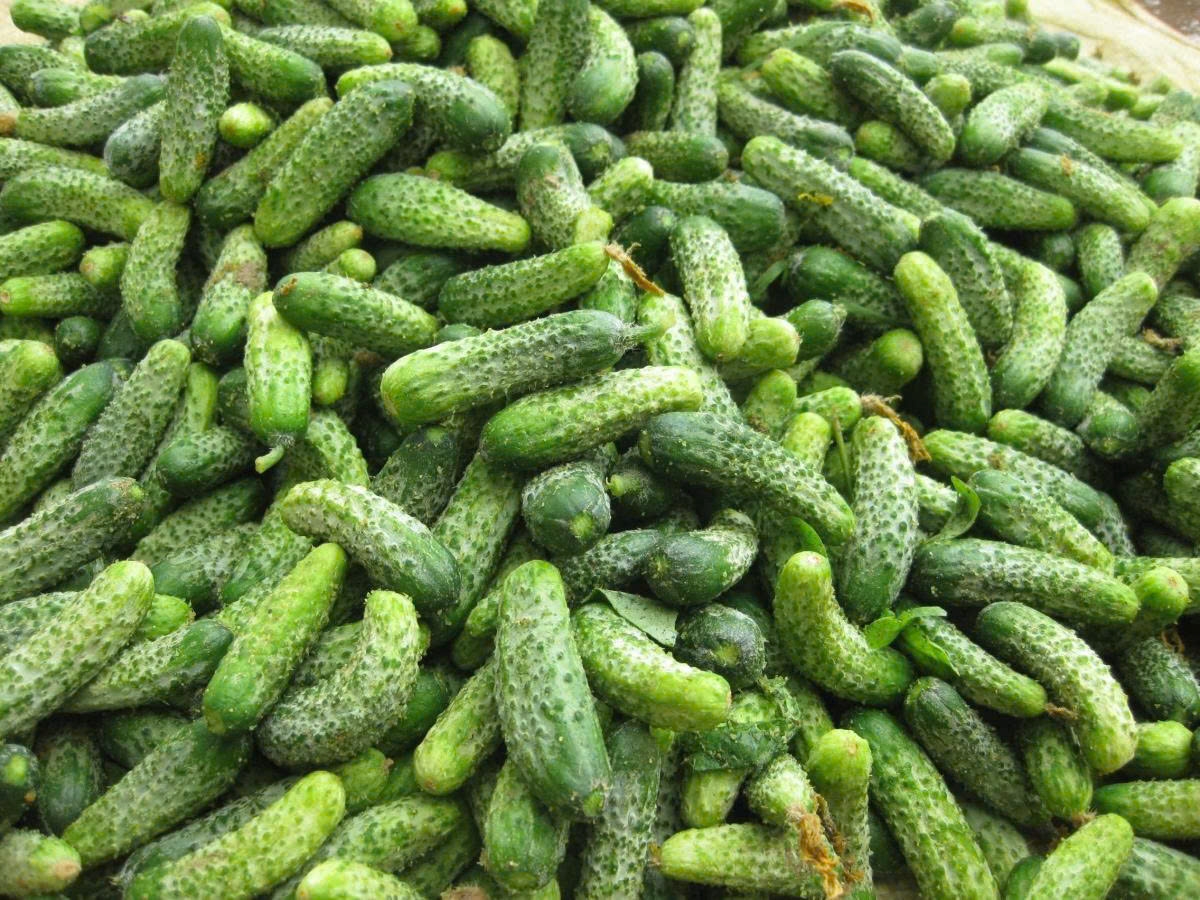 Dưa chuột bao tử - Lọai quả bổ sung nước v&agrave; điện giải tự nhi&ecirc;n cho sức khỏe - Ảnh 1.