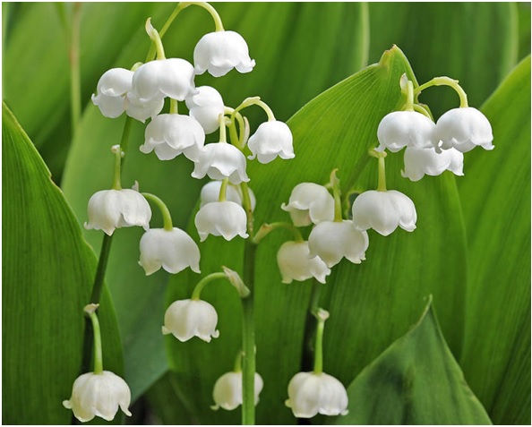 C&ocirc; d&acirc;u Phương Nhi tỏa s&aacute;ng trong lễ vu quy tr&ecirc;n đảo - Ảnh 9.