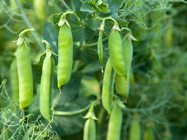 5 loại rau m&ugrave;a đ&ocirc;ng gi&agrave;u chất xơ tốt cho ti&ecirc;u h&oacute;a- Ảnh 5.