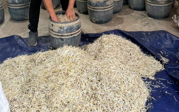 Sử dụng chất cấm để sản xuất gi&aacute; đỗ, hai chủ cơ sở bị khởi tố