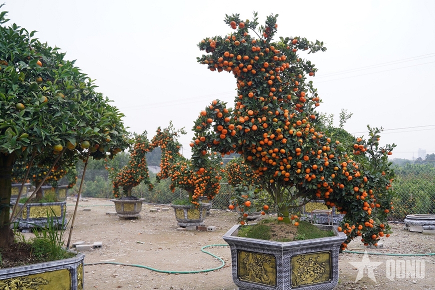 Ngắm &ldquo;đ&agrave;n ngựa&rdquo; l&agrave;m từ quất đ&oacute;n Tết B&iacute;nh Ngọ - Ảnh 2.