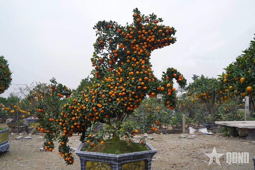 Ngắm &ldquo;đ&agrave;n ngựa&rdquo; l&agrave;m từ quất đ&oacute;n Tết B&iacute;nh Ngọ - Ảnh 1.