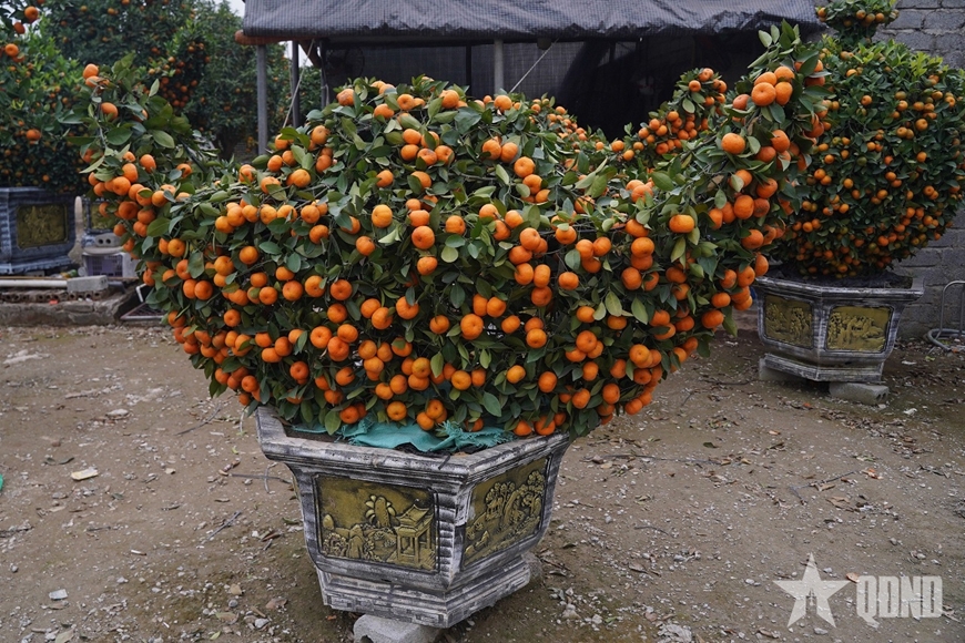 Ngắm &ldquo;đ&agrave;n ngựa&rdquo; l&agrave;m từ quất đ&oacute;n Tết B&iacute;nh Ngọ - Ảnh 4.