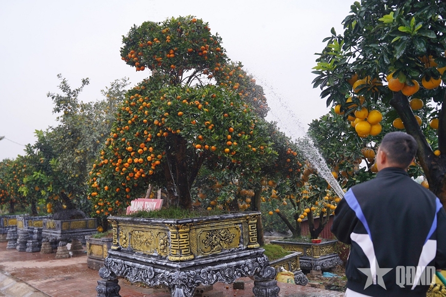 Ngắm &ldquo;đ&agrave;n ngựa&rdquo; l&agrave;m từ quất đ&oacute;n Tết B&iacute;nh Ngọ - Ảnh 3.