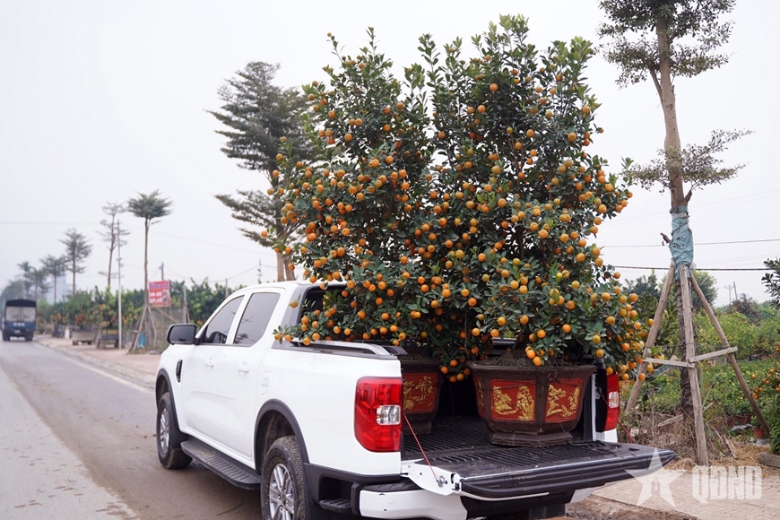 Ngắm &ldquo;đ&agrave;n ngựa&rdquo; l&agrave;m từ quất đ&oacute;n Tết B&iacute;nh Ngọ - Ảnh 6.