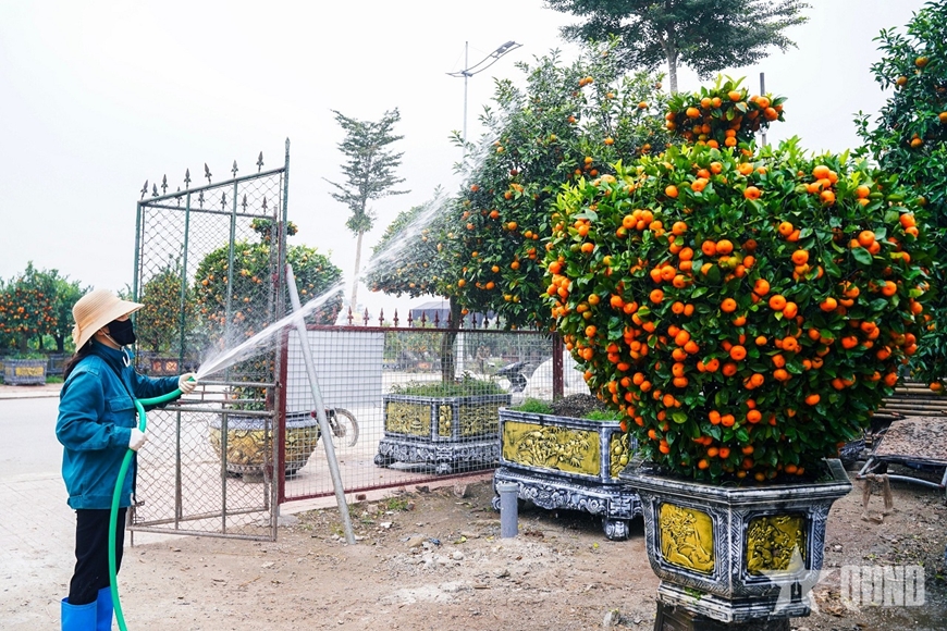 Ngắm &ldquo;đ&agrave;n ngựa&rdquo; l&agrave;m từ quất đ&oacute;n Tết B&iacute;nh Ngọ - Ảnh 5.