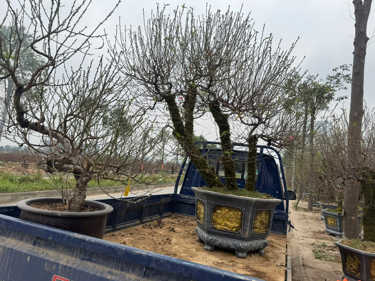 Nguồn cung đ&agrave;o tăng mạnh, thị trường Tết bước v&agrave;o cao điểm - Ảnh 2.