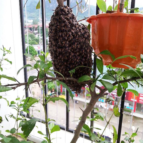 Ong làm tổ ở ban công là điềm báo gì? - Ảnh 1. Ong làm tổ ở ban công là điềm báo gì? - Ảnh 1.