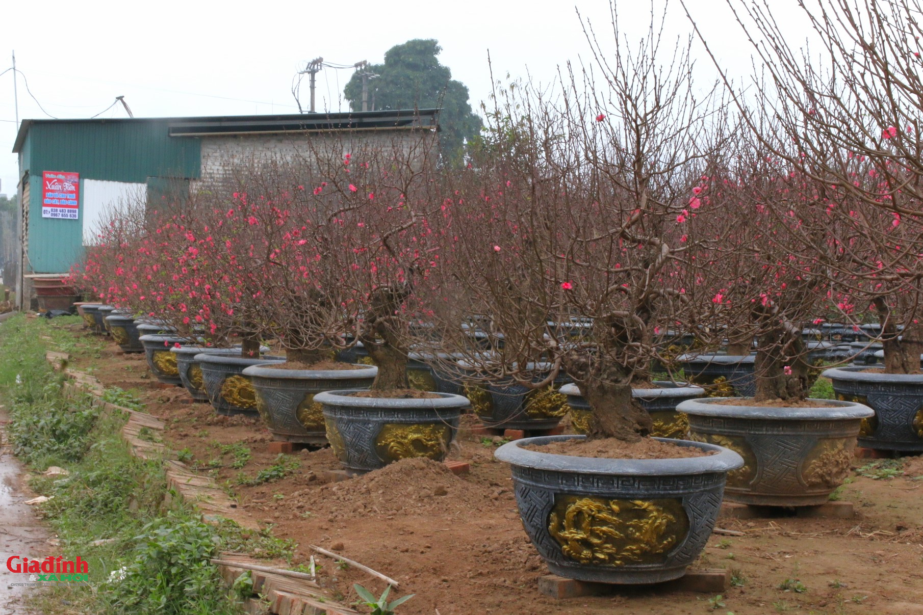 Hoa đào Nhật tân nở sớm , người dân đổ về lựa đào chơi Tết 2026 - Ảnh 1. Hoa đào Nhật tân nở sớm , người dân đổ về lựa đào chơi Tết 2026 - Ảnh 1.