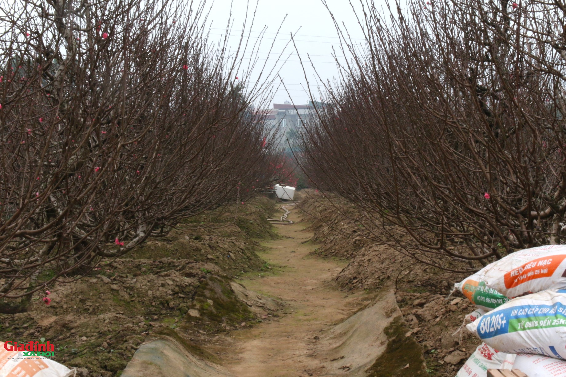 Hoa đào Nhật tân nở sớm , người dân đổ về lựa đào chơi Tết 2026 - Ảnh 4. Hoa đào Nhật tân nở sớm , người dân đổ về lựa đào chơi Tết 2026 - Ảnh 4.