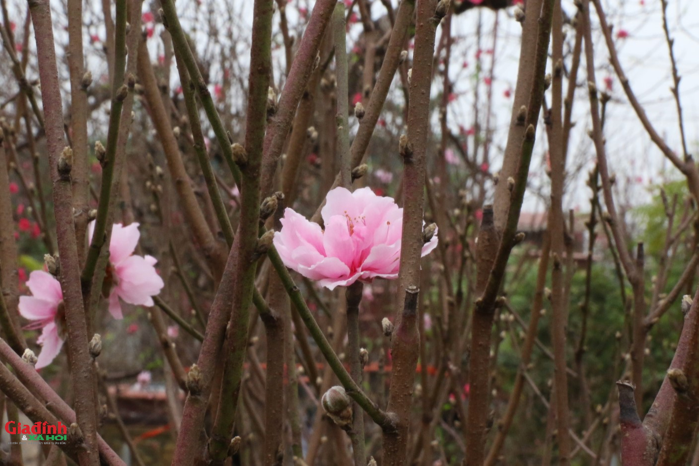 Hoa đào Nhật tân nở sớm , người dân đổ về lựa đào chơi Tết 2026 - Ảnh 2. Hoa đào Nhật tân nở sớm , người dân đổ về lựa đào chơi Tết 2026 - Ảnh 2.