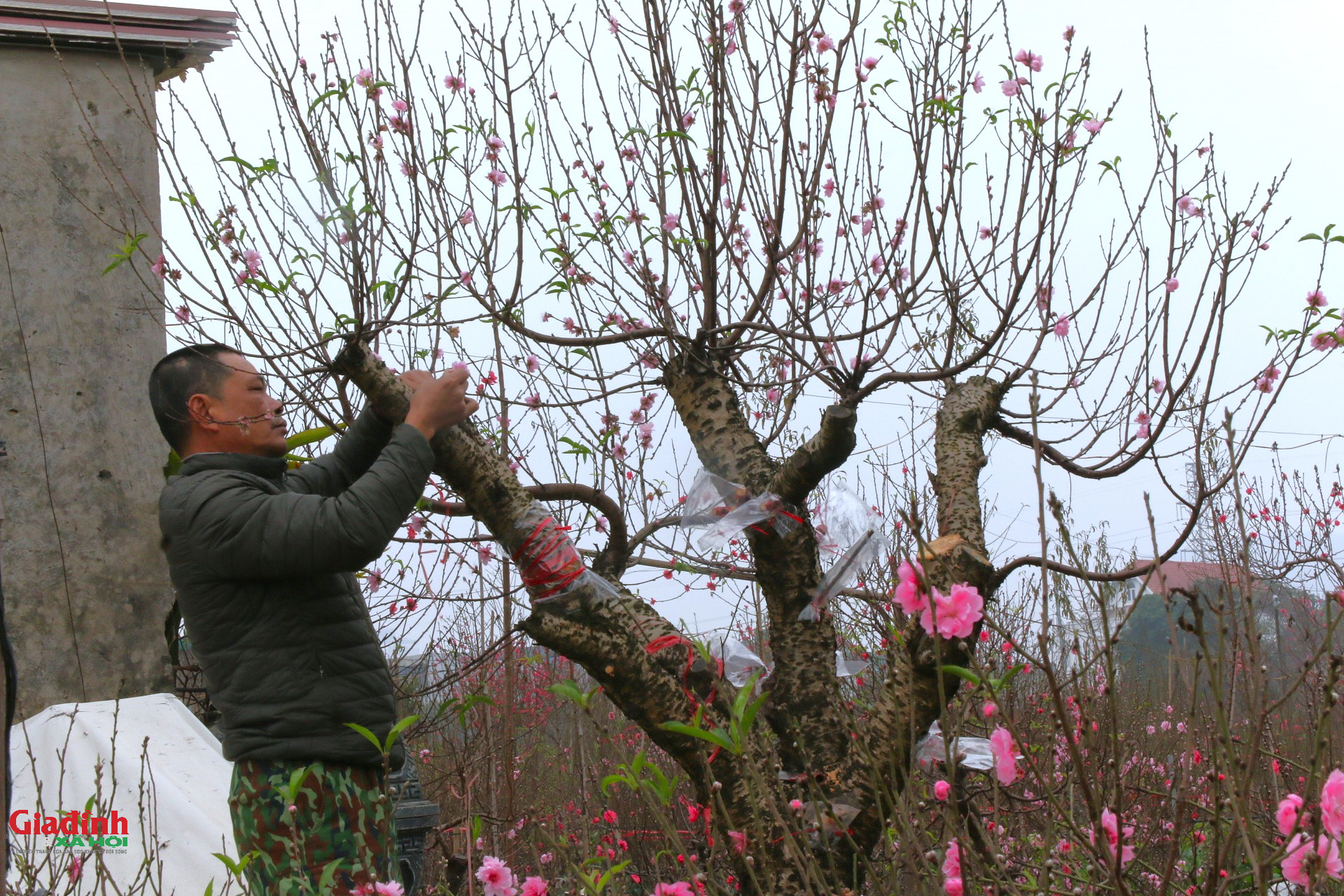 Hoa đào Nhật tân nở sớm , người dân đổ về lựa đào chơi Tết 2026 - Ảnh 3. Hoa đào Nhật tân nở sớm , người dân đổ về lựa đào chơi Tết 2026 - Ảnh 3.