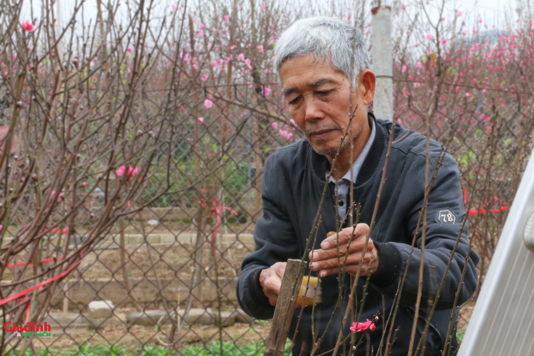 Hoa đào Nhật tân nở sớm , người dân đổ về lựa đào chơi Tết 2026 - Ảnh 5. Hoa đào Nhật tân nở sớm , người dân đổ về lựa đào chơi Tết 2026 - Ảnh 5.