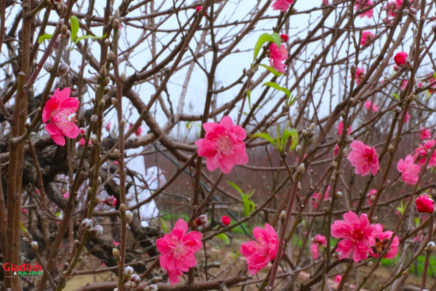 Hoa đào Nhật tân nở sớm , người dân đổ về lựa đào chơi Tết 2026 - Ảnh 7. Hoa đào Nhật tân nở sớm , người dân đổ về lựa đào chơi Tết 2026 - Ảnh 7.