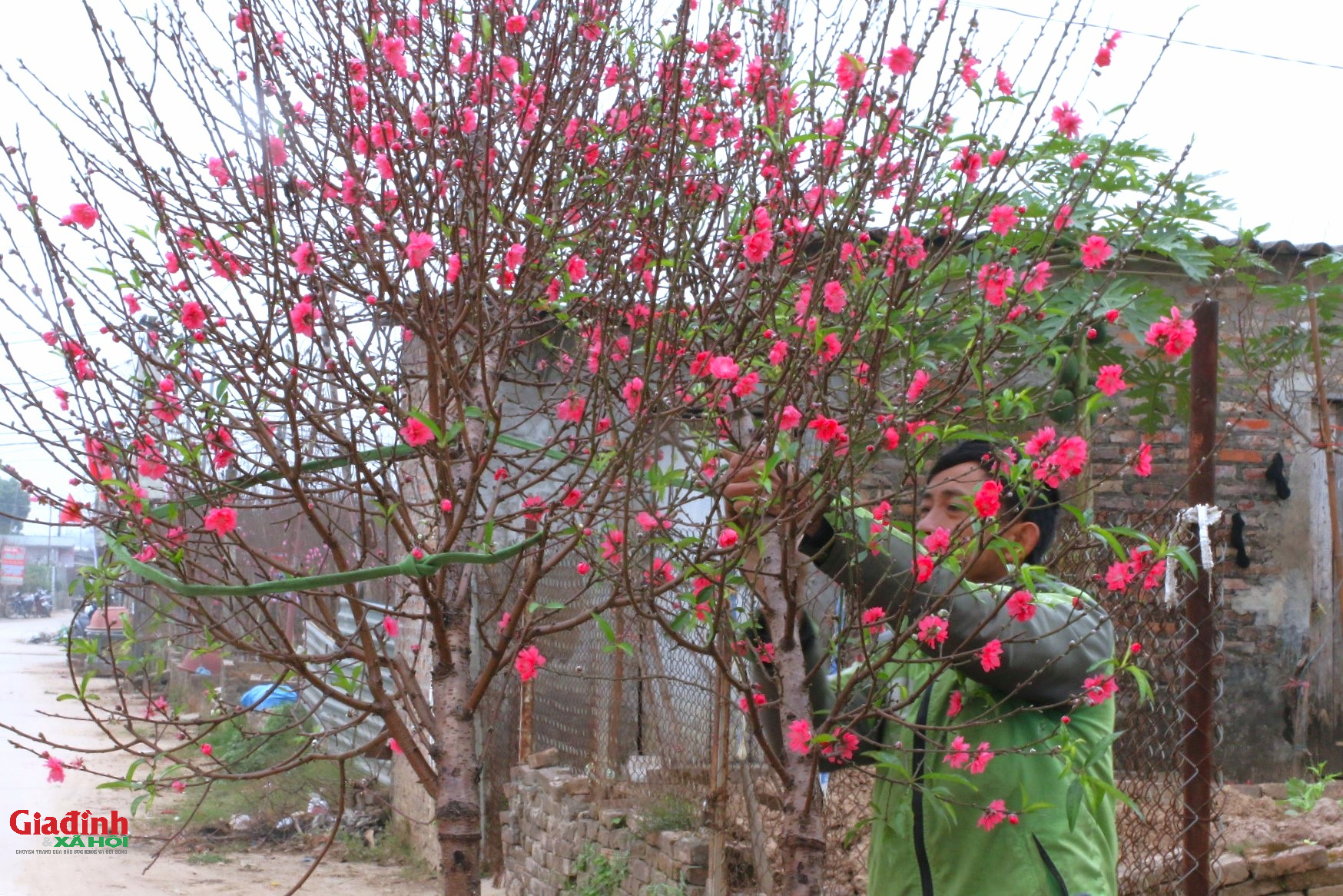 Hoa đào Nhật tân nở sớm , người dân đổ về lựa đào chơi Tết 2026 - Ảnh 8. Hoa đào Nhật tân nở sớm , người dân đổ về lựa đào chơi Tết 2026 - Ảnh 8.