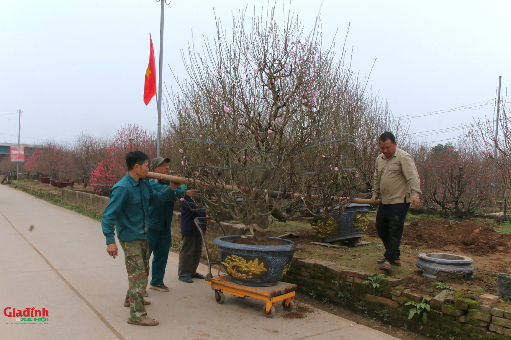 Hoa đào Nhật tân nở sớm , người dân đổ về lựa đào chơi Tết 2026 - Ảnh 9. Hoa đào Nhật tân nở sớm , người dân đổ về lựa đào chơi Tết 2026 - Ảnh 9.