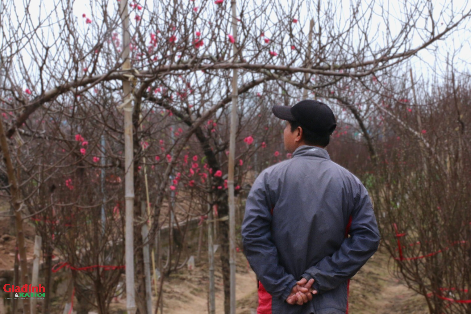 Hoa đào Nhật tân nở sớm , người dân đổ về lựa đào chơi Tết 2026 - Ảnh 11. Hoa đào Nhật tân nở sớm , người dân đổ về lựa đào chơi Tết 2026 - Ảnh 11.