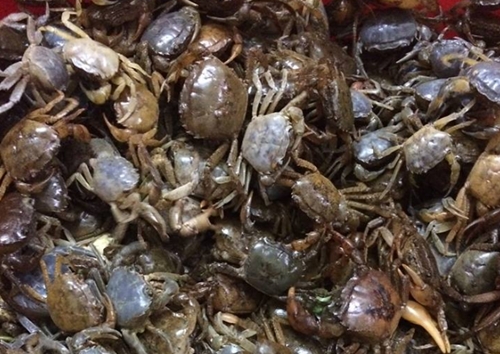 Ăn cua đồng đ&uacute;ng c&aacute;ch để bảo vệ sức khỏe v&agrave; tr&aacute;nh độc tố nguy hiểm - Ảnh 1.