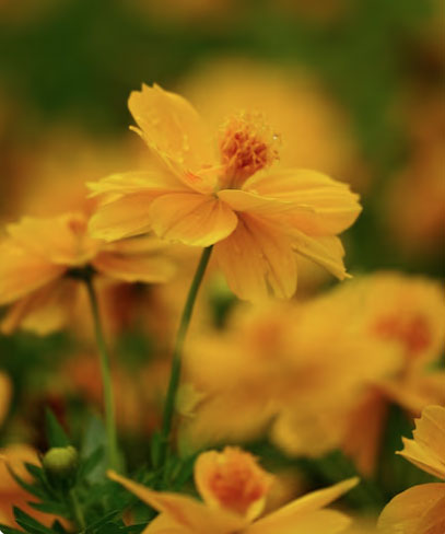 Người sinh 3 th&aacute;ng &Acirc;m lịch n&agrave;y nh&acirc;n duy&ecirc;n đại vượng: Ng&agrave;y c&agrave;ng gi&agrave;u nhờ nhiều mối quan hệ - Ảnh 2.