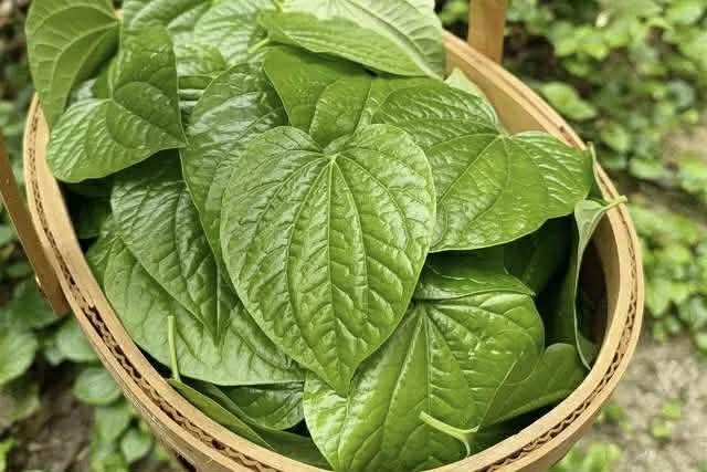 Đừng làm chả lá lốt theo cách cũ nữa, thử ngay công thức mới toanh này ăn siêu ngon lại giòn rụm cực đã- Ảnh 1. Đừng làm chả lá lốt theo cách cũ nữa, thử ngay công thức mới toanh này ăn siêu ngon lại giòn rụm cực đã- Ảnh 1.