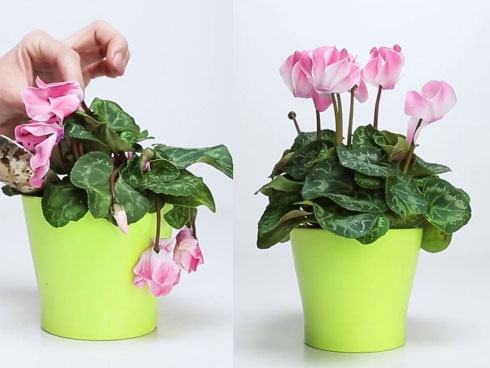 Vứt ngay 6 thứ n&agrave;y để t&agrave;i lộc kh&ocirc;ng đội n&oacute;n ra đi - Ảnh 2.