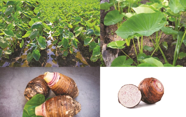 Bất ngờ với loại củ gi&agrave;u kali gấp 30 lần nấm hương, hỗ trợ xương chắc khỏe, chế biến th&agrave;nh nhiều m&oacute;n ngon - Ảnh 2.