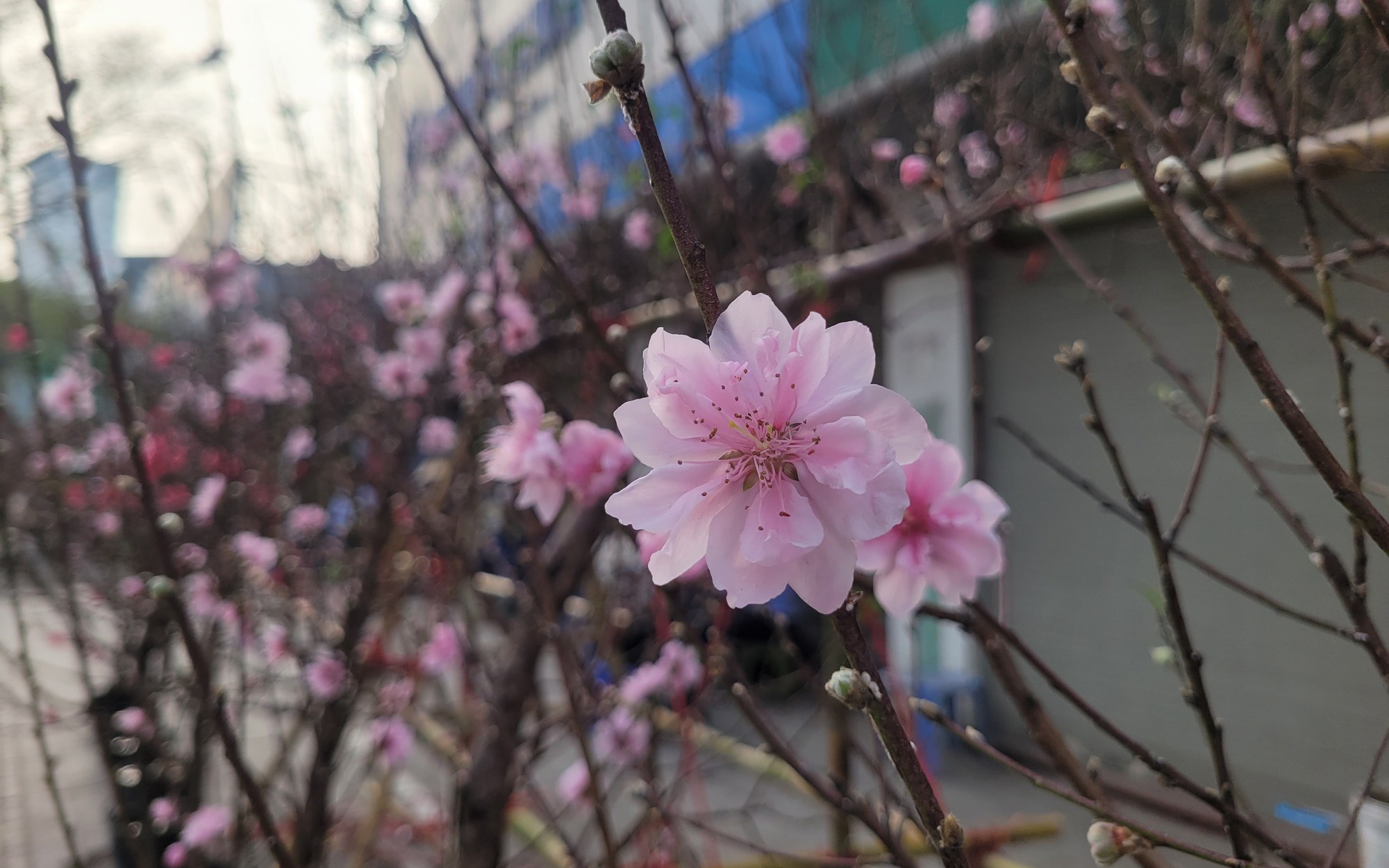 Đào rừng "xuống phố" Thủ đô ngày cận Tết, giá bán có đắt đỏ khi khởi điểm từ 120.000 đồng/cành?