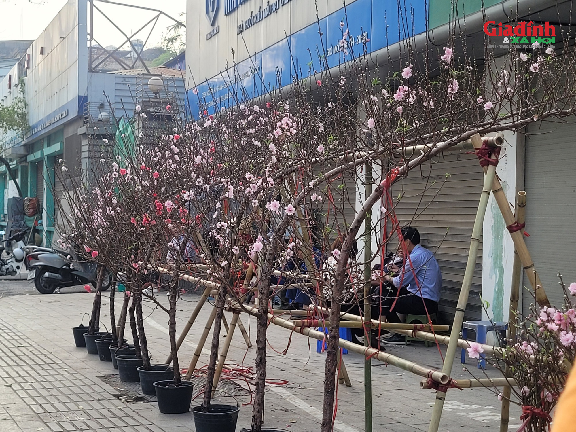 Giá cả đào rừng và đào Nhật tân tại Hà Nội cận Tết 2026Đào rừng 'xuống phố' Thủ đô ngày cận Tết, giá bán đắt đỏ, khởi điểm từ 120.000 đồng/cành - Ảnh 5. Giá cả đào rừng và đào Nhật tân tại Hà Nội cận Tết 2026Đào rừng 'xuống phố' Thủ đô ngày cận Tết, giá bán đắt đỏ, khởi điểm từ 120.000 đồng/cành - Ảnh 5.