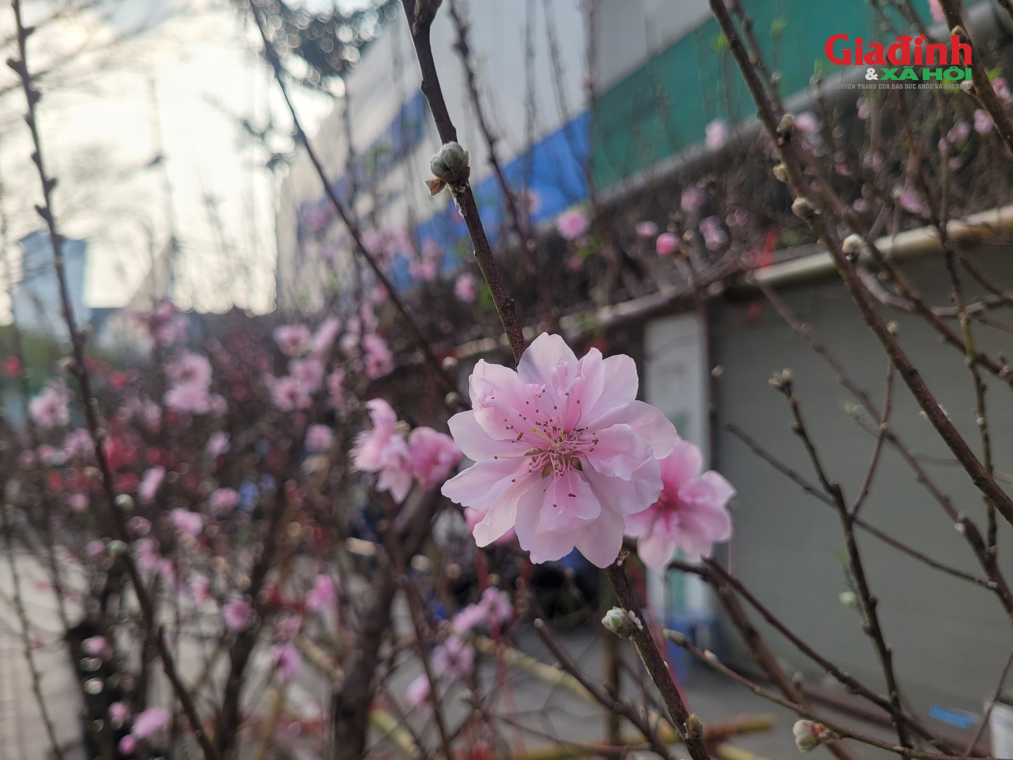 Giá cả đào rừng và đào Nhật tân tại Hà Nội cận Tết 2026Đào rừng 'xuống phố' Thủ đô ngày cận Tết, giá bán đắt đỏ, khởi điểm từ 120.000 đồng/cành - Ảnh 6. Giá cả đào rừng và đào Nhật tân tại Hà Nội cận Tết 2026Đào rừng 'xuống phố' Thủ đô ngày cận Tết, giá bán đắt đỏ, khởi điểm từ 120.000 đồng/cành - Ảnh 6.